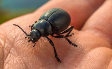 beetle 813479 1920