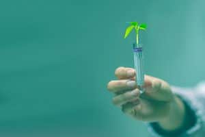Biostimulants in Plant Production