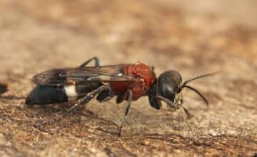 closeup colorful french wasp oryttus concinnus gard
