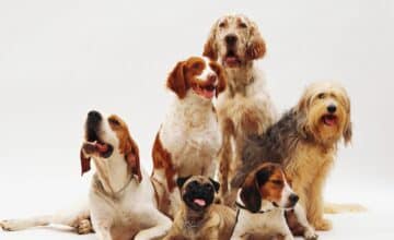 beautiful shot different dog breeds resting