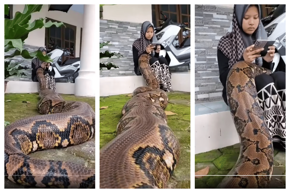 Woman's Surprising Discovery About Her Pet Python - Professional ...