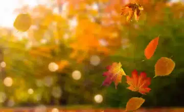 autumn day scent special order only 2