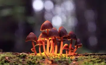 psilocybin mushrooms growing forest